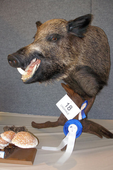 2009-cinghiale